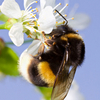 Hummeln meiden nickelbelastete Blüten