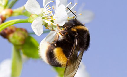 Hummeln meiden nickelbelastete Blüten